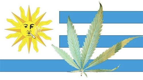 Uruguay cannabis
